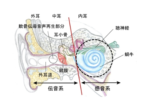 難聴の仕組み